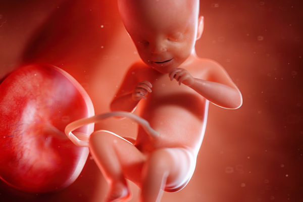 3d rendered medically accurate illustration of a fetus week 21