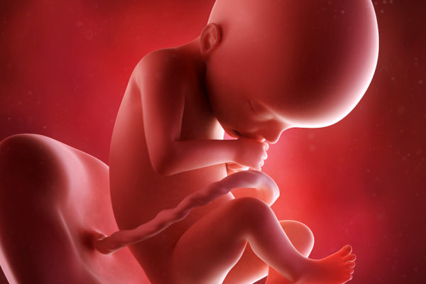 medical accurate 3d illustration of a fetus week 22