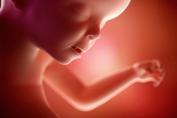 medical accurate 3d illustration of a fetus week 23