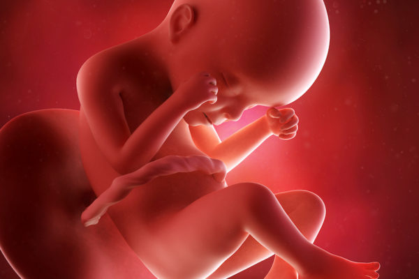 medical accurate 3d illustration of a fetus week 24