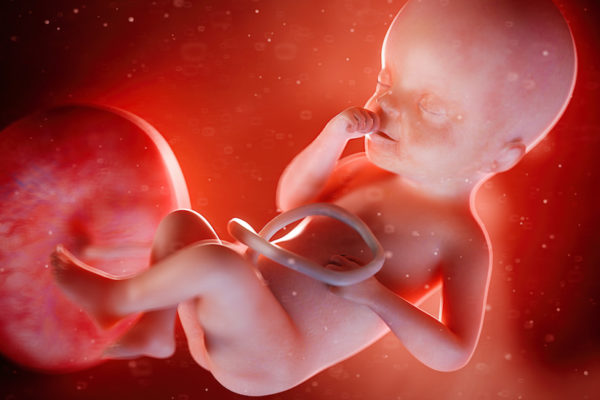3d rendered medically accurate illustration of a fetus week 25