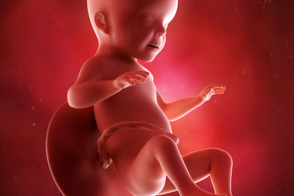 medical accurate 3d illustration of a fetus week 26
