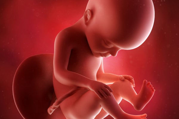 medical accurate 3d illustration of a fetus week 27