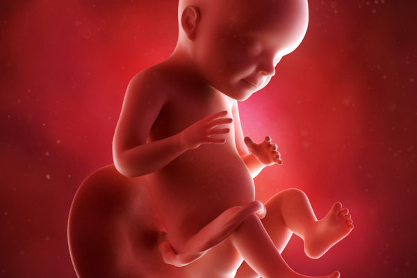 medical accurate 3d illustration of a fetus week 28