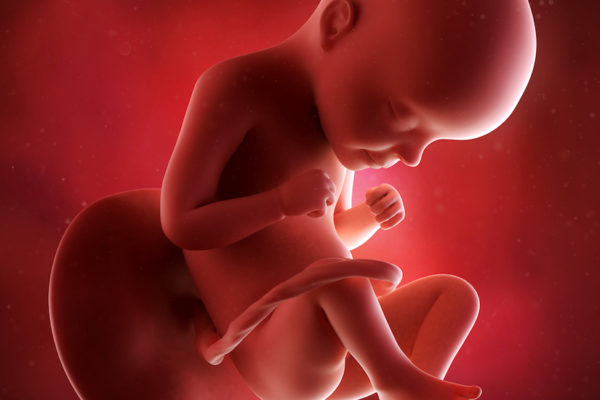 medical accurate 3d illustration of a fetus week 29