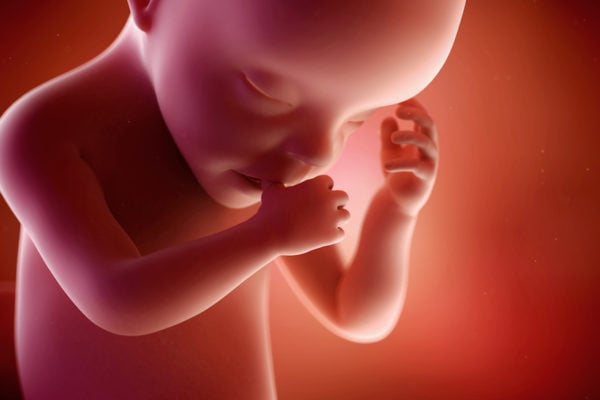 medical accurate 3d illustration of a fetus week 30