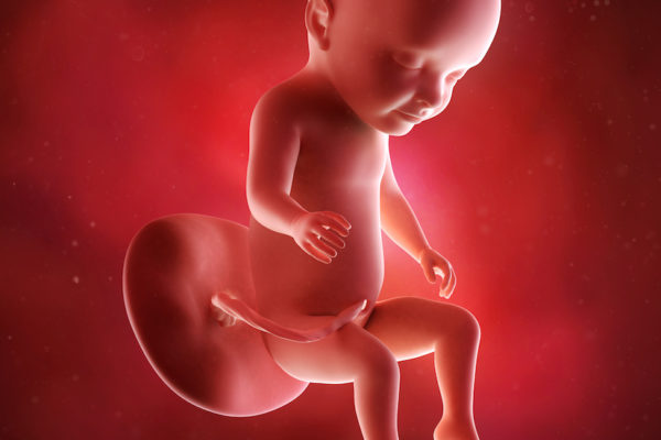 medical accurate 3d illustration of a fetus week 31