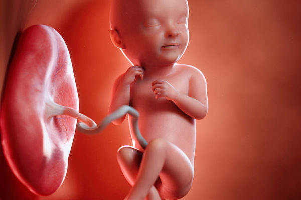 3d rendered medically accurate illustration of a fetus week 33