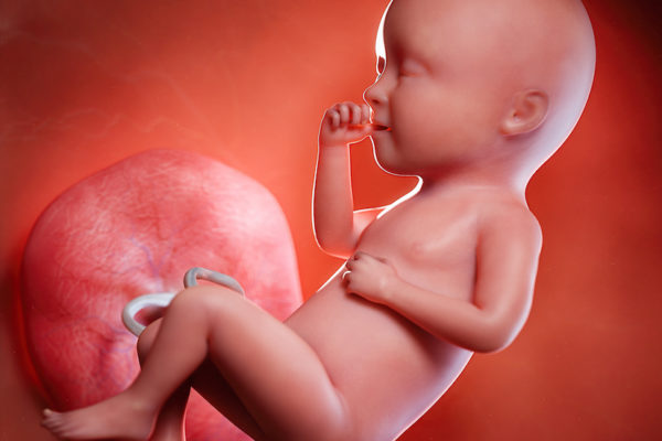 3d rendered medically accurate illustration of a fetus week 34