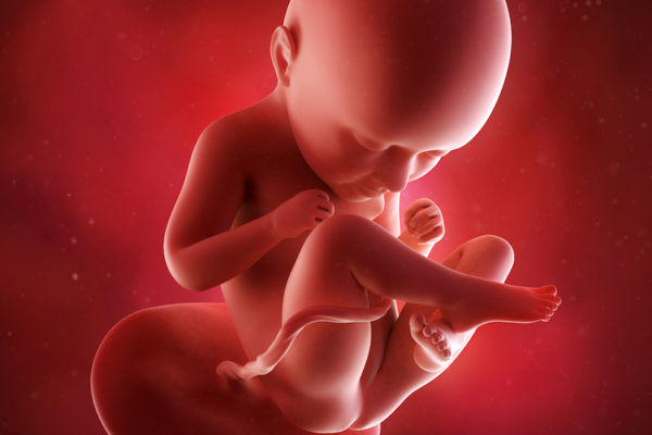 medical accurate 3d illustration of a fetus week 35