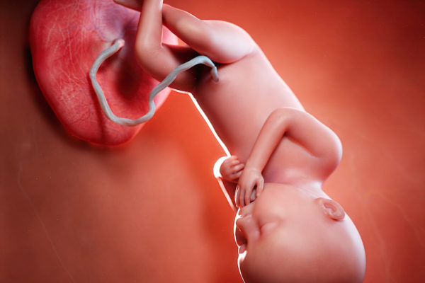 3d rendered medically accurate illustration of a fetus week 36
