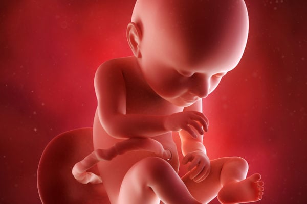 medical accurate 3d illustration of a fetus week 37