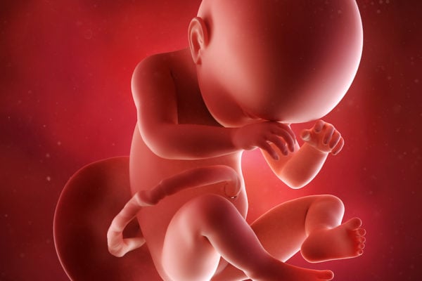 medical accurate 3d illustration of a fetus week 38
