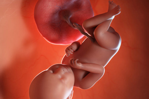 3d rendered medically accurate illustration of a fetus week 39