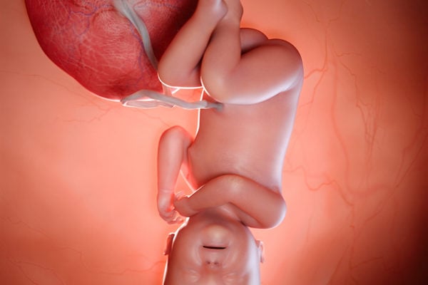 3d rendered medically accurate illustration of a fetus week 40