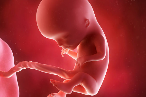 medical accurate 3d illustration of a fetus week 12