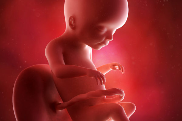 medical accurate 3d illustration of a fetus week 20