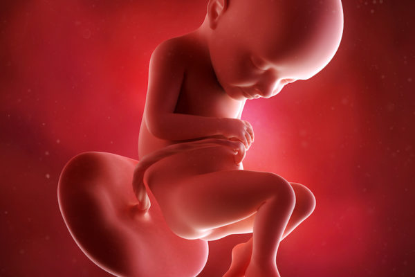 medical accurate 3d illustration of a fetus week 32